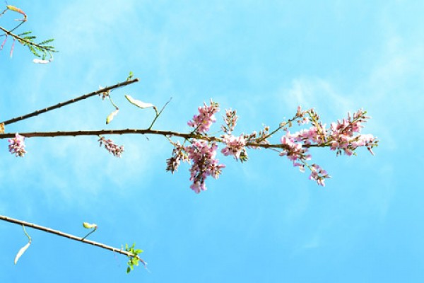 Đẹp mê hồn với 